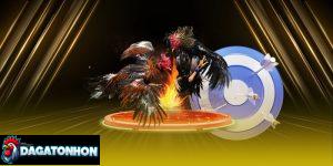 bảng xếp hạng gà chiến mạnh nhất Tonhon