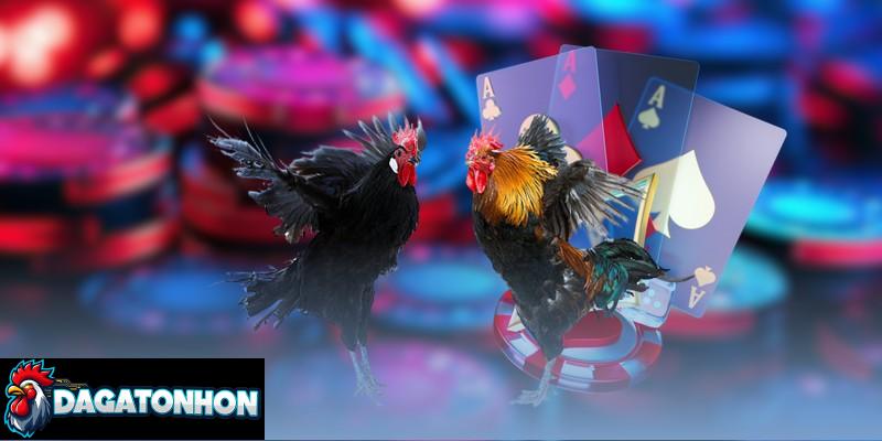 Các giải đấu chọi kê có luật quy định chặt chẽ, rõ ràng