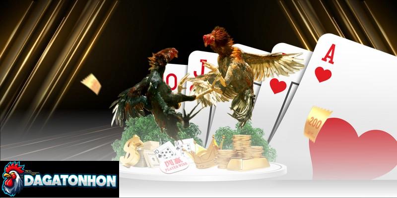 cách huấn luyện gà Tonhon không bị chấn thương