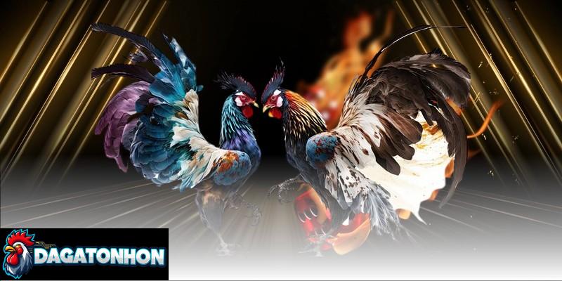 Chiến Thuật Cược Đá Gà Tonhon Cho Người Mới