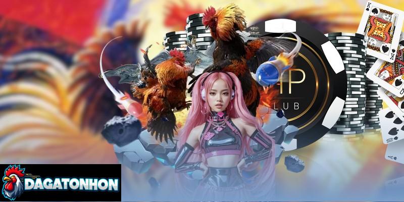 Có sự khác nhau về thời lượng, quy tắc thi đấu trong chọi kê