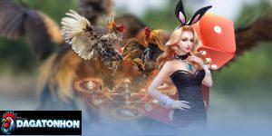 Mẹo chọn cửa thắng khi soi đá gà Tonhon