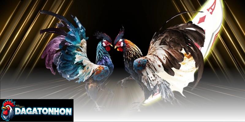 Rèn phản xạ và sức bền cho chiến kê phải đúng kỹ thuật