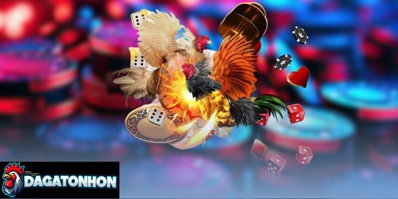 So sánh thành tích trước đó để nhận định gà chiến đúng đắn