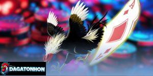 soi kèo đá gà Tonhon hôm nay