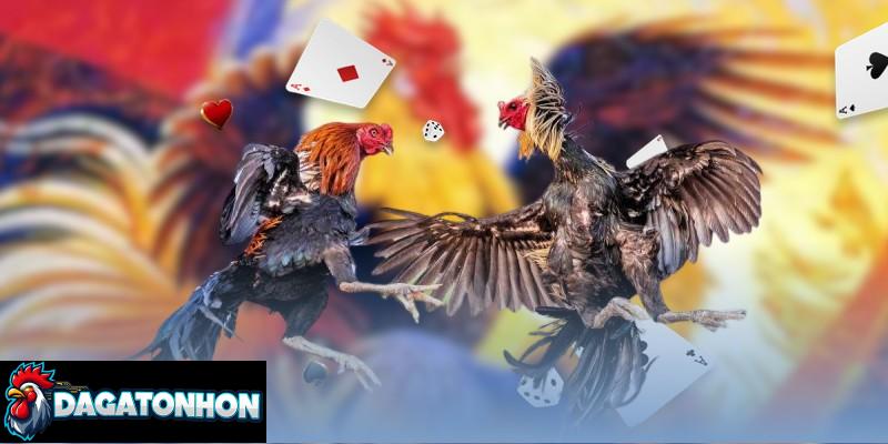 Soi kèo đá gà Tonhon hôm nay dự đoán chuẩn cho kê thủ