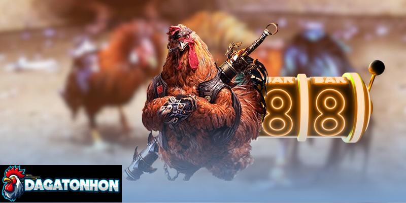 Tham khảo kinh nghiệm hay tránh lỗi khi cho gà thi đấu