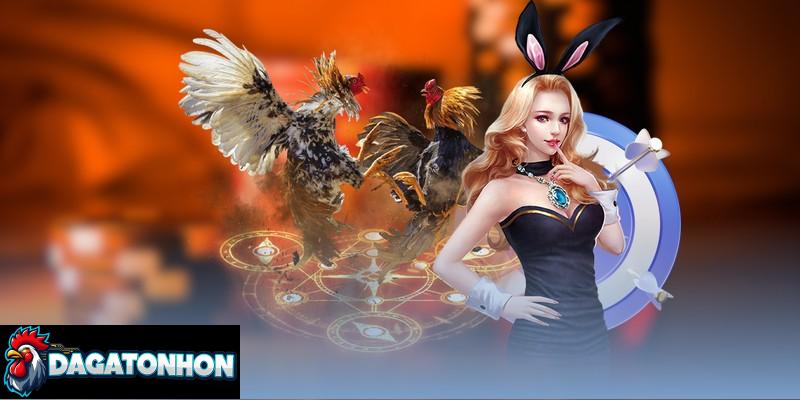 Thuật ngữ đá gà Tonhon thường dùng, người chơi cần am hiểu