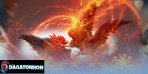 trọng lượng gà thi đấu chuẩn Tonhon