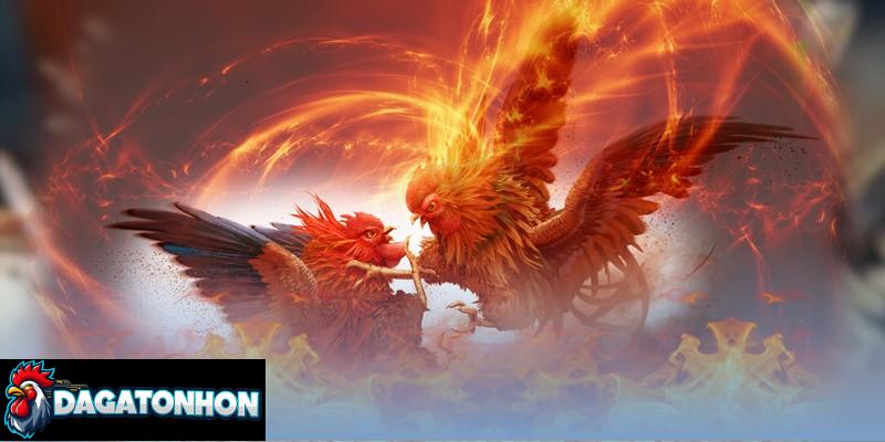 trọng lượng gà thi đấu chuẩn Tonhon